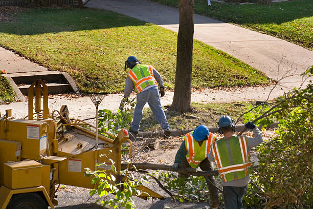 The Steps Involved in Our Tree Care Process in Verandah, FL